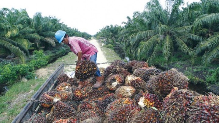 PTPN V Banggakan Laba Bersih Tahun Lalu PTPN V Banggakan Laba Bersih Tahun Lalu