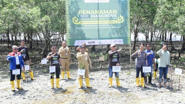 Bengkalis Tanam 3000 Mangrove Cegah Abrasi Bengkalis Tanam 3000 Mangrove Cegah Abrasi