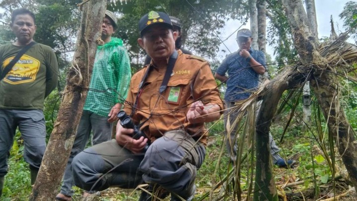 Penampakan Harimau Sumatera di Solsel, BKSDA: Itu Kucing Emas Penampakan Harimau Sumatera di Solsel, BKSDA: Itu Kucing Emas