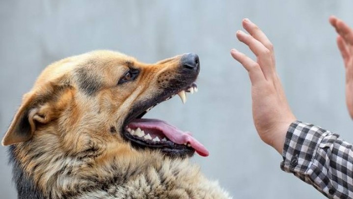 Sejak Awal Tahun, Puluhan Orang di Riau Diserang Hewan Terinfeksi Rabies