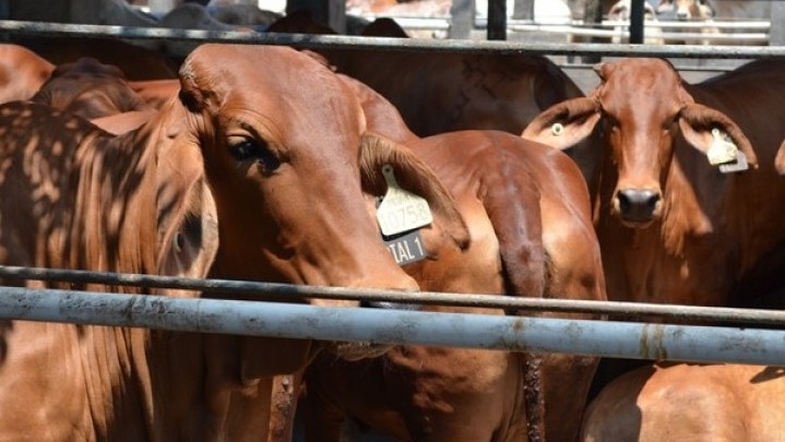 Kesehatan Hewan Kurban Kata Ketua MUI Riau Perlu Diperhatikan Kesehatan Hewan Kurban Kata Ketua MUI Riau Perlu Diperhatikan