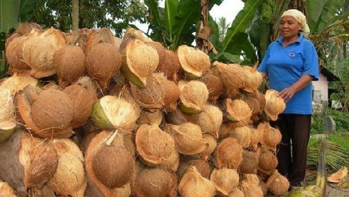 Sepekan ke Depan Harga Jual Kelapa di Kampar Turun