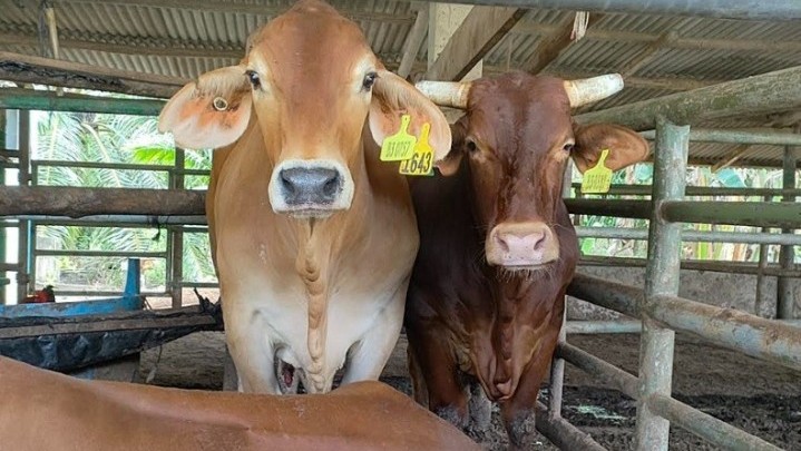 Jumlah Sapi Kurban ASN Pemprov Riau Sudah Terkumpul 35 Ekor Jumlah Sapi Kurban ASN Pemprov Riau Sudah Terkumpul 35 Ekor