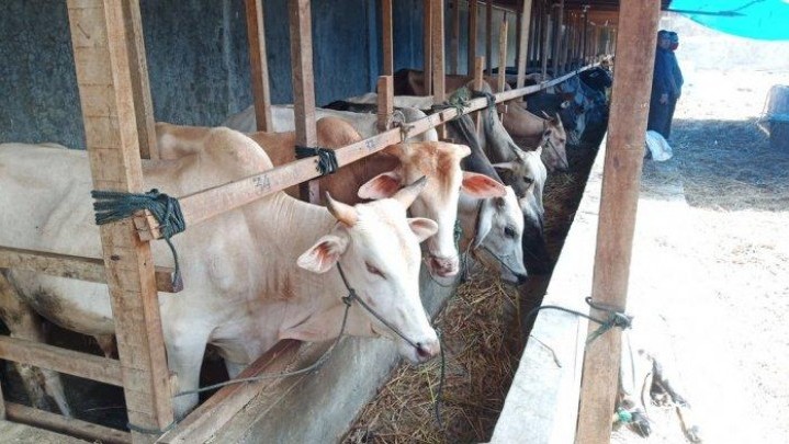 Hewan Kurban di Sumbar Tahun Ini Capai 38 Ribu