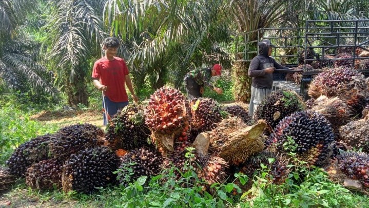 Jelang Idul Adha, Harga Sawit di Riau Naik