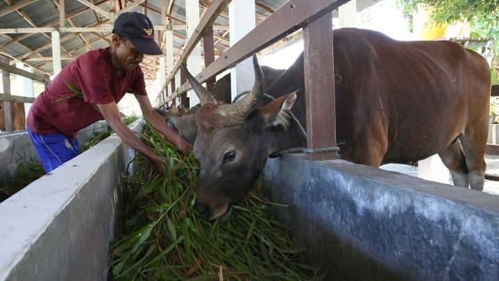 Sebagian Ponpes di Kabupaten Kota di Riau Dapat Sapi Kurban ASN Pemprov