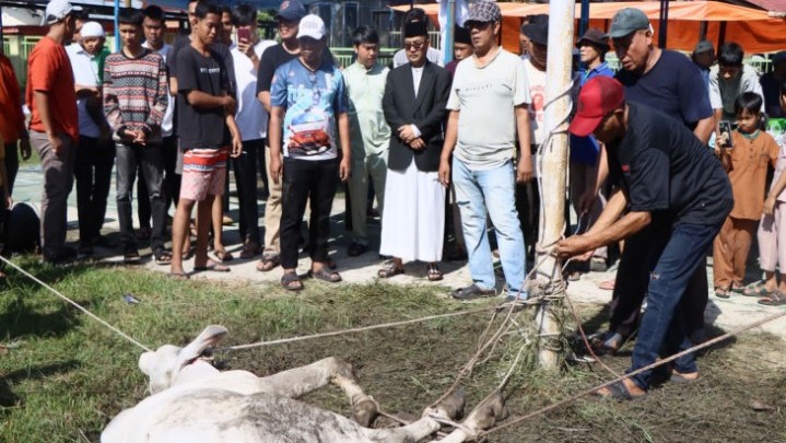 Tahun Ini Hewan Kurban di Mesjid Islamic Center Bangkinang Capai 35 Ekor Tahun Ini Hewan Kurban di Mesjid Islamic Center Bangkinang Capai 35 Ekor