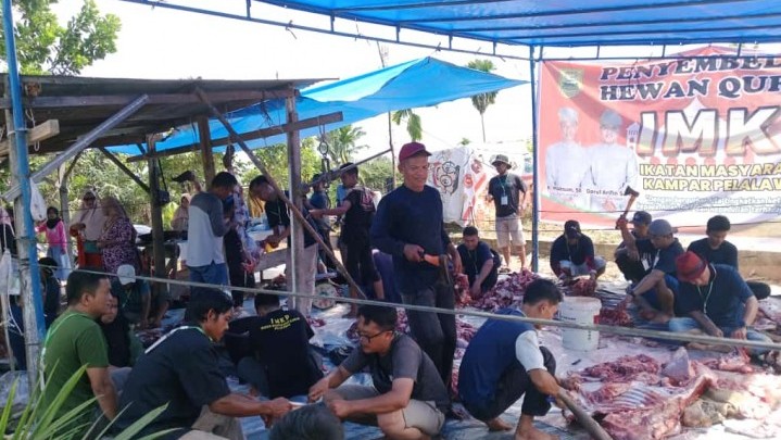 Satu Ekor dari Senator Edwin Sekeluarga, Masyarakat Kampar Pelalawan Kurban Empat Ekor Kerbau Satu Ekor dari Senator Edwin Sekeluarga, Masyarakat Kampar Pelalawan Kurban Empat Ekor Kerbau