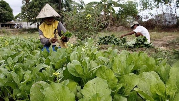 Sebulan Terakhir Pendapatan Petani Riau Menurun Sebulan Terakhir Pendapatan Petani Riau Menurun