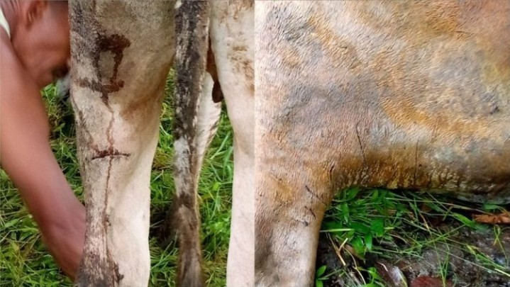 Harimau Cakar Sapi Warga Pasaman Sumbar