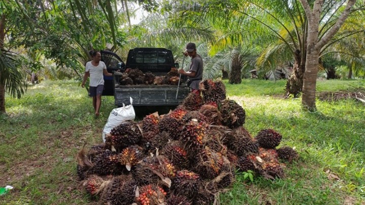 Harga Jual Sawit di Riau Sepekan ke Depan Naik Harga Jual Sawit di Riau Sepekan ke Depan Naik