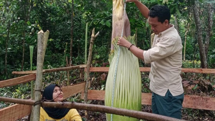 Di Sijunjung Ditemukan Bunga Bangkai Setinggi 212 Cm Di Sijunjung Ditemukan Bunga Bangkai Setinggi 212 Cm
