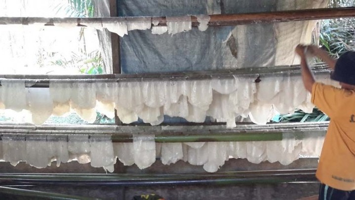 Harga Jual Sagu Basah di Meranti Turun Harga Jual Sagu Basah di Meranti Turun