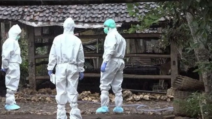 Gegara Antraks di Gunung Kidul, Lalulintas Hewan Masuk Riau Diperketat Gegara Antraks di Gunung Kidul, Lalulintas Hewan Masuk Riau Diperketat