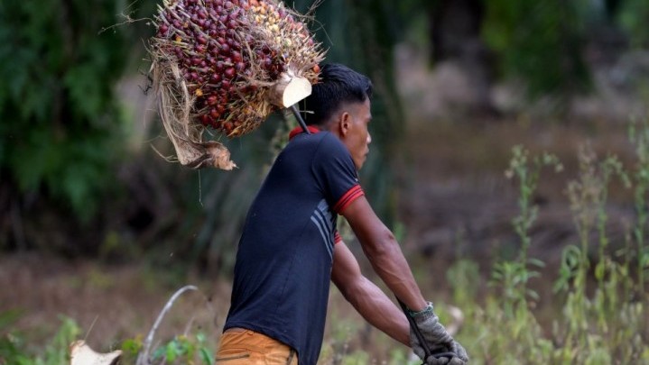 Sepekan ke Depan Harga Jual Sawit di Riau Naik Sepekan ke Depan Harga Jual Sawit di Riau Naik