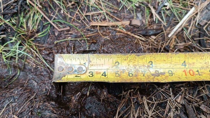 Warga di Siak Melihat Harimau, Ini yang Dilakukan BKSDA Riau