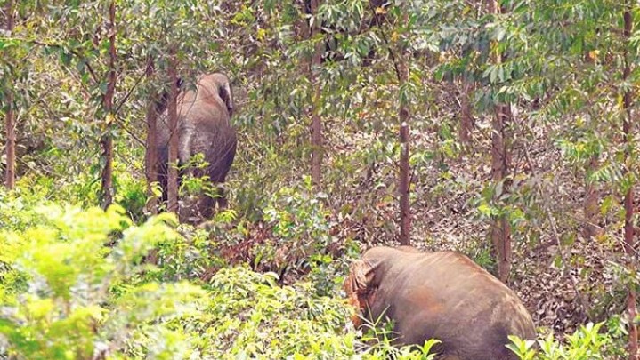 Gajah Liar di Sekitar TPU Rumbai Bukit Pekanbaru
