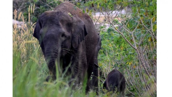 Kawanan Gajah Liar di Rumbai Digiring ke Tahura Minas