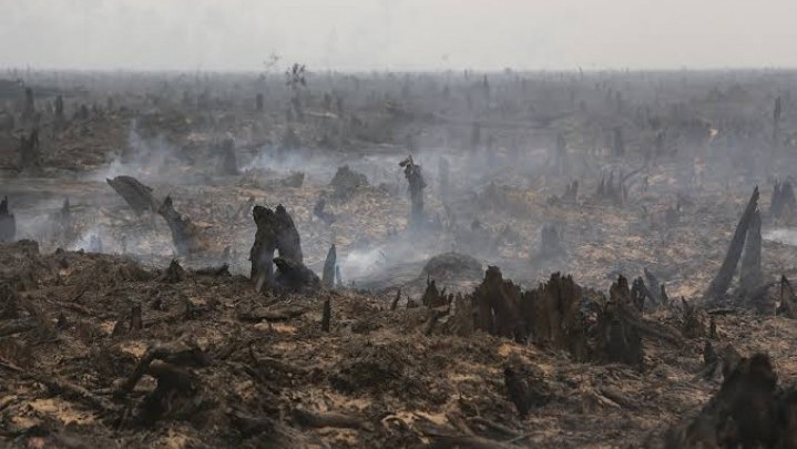 Gawat... Delapan Kabupaten/Kota di Riau Tetapkan Status Siaga Darurat Kebakaran Hutan