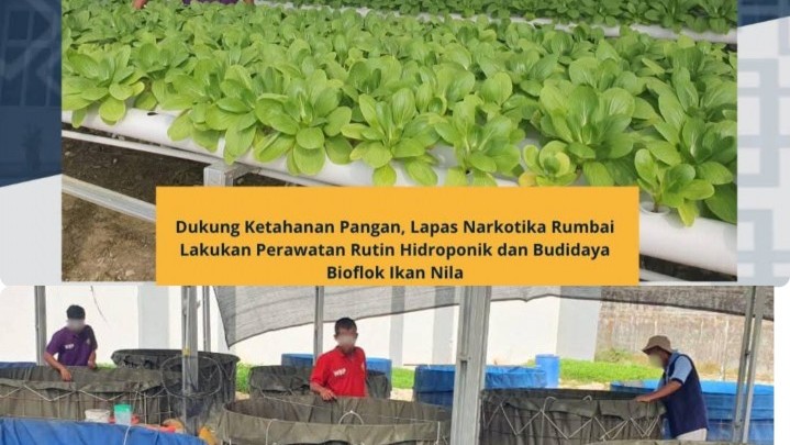 Dukung Ketahanan Pangan, Lapas Narkotika Rumbai Lakukan Perawatan Rutin Hidroponik dan Budidaya Bioflok Ikan Nila Dukung Ketahanan Pangan, Lapas Narkotika Rumbai Lakukan Perawatan Rutin Hidroponik dan Budidaya Bioflok Ikan Nila