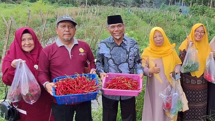 Dukung Ketahan Pangan Nasional, Rektor Umri Panen Cabai di Hamka Boarding Schooo Dukung Ketahan Pangan Nasional, Rektor Umri Panen Cabai di Hamka Boarding Schooo