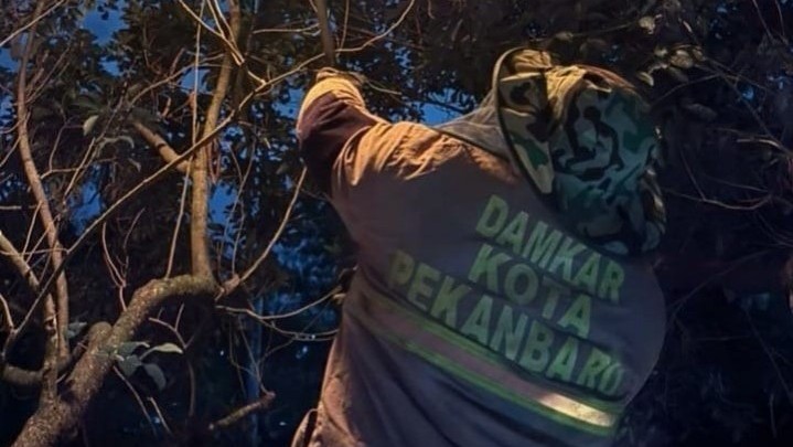 Kehadiran Damkar Pekanbaru Tidak Hanya Pemadam Kebakaran, Tapi Juga Rescue Kehadiran Damkar Pekanbaru Tidak Hanya Pemadam Kebakaran, Tapi Juga Rescue