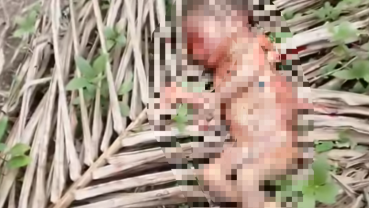 Warga Sungai Pinang Geger, Mayat Bayi Ditemukan dalam Kondisi Mengenaskan Warga Sungai Pinang Geger, Mayat Bayi Ditemukan dalam Kondisi Mengenaskan